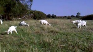 как ухаживать за Первотёлкой(козой)