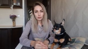 Почему собака не хочет учить команды или ошибки дрессировки. Как научить собаку командам