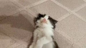 😺Ой а кто тут, сонная колбаска? 😺