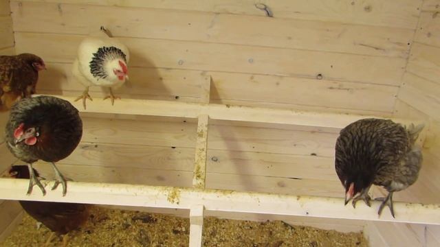 насест для кур. как сделать
