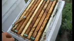 Искуственная тихая смена маток