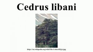 Cedrus libani