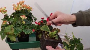 Как продлить жизнь бегонии группы Элатиор