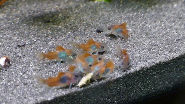 Corydoras Venezuelanus Orange und Tiger Zwergschmerle b смотреть онлайн
