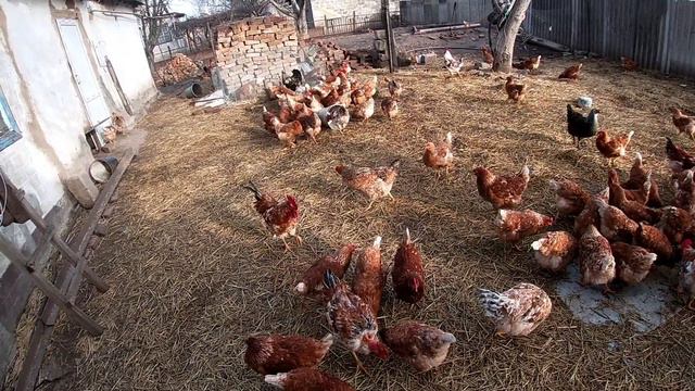 яйця кури несуться //кури як бізнес чи трата часу на смотреть онлайн
