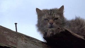 Где прячутся кошки в непогоду