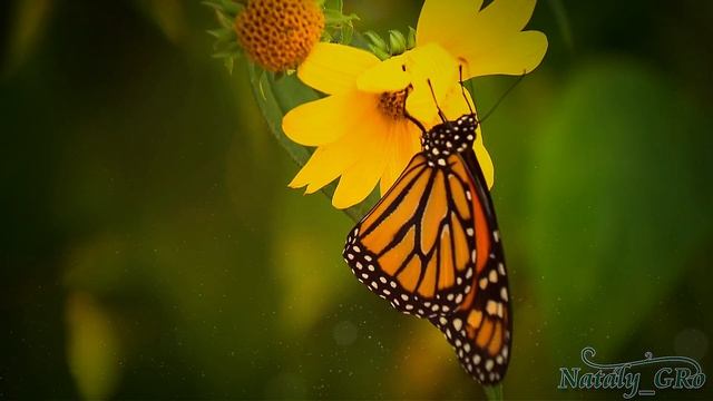 30 Переходов Proshow Producer часть 4 | 30 Transitions Pack 4 Proshow Producer смотреть онлайн