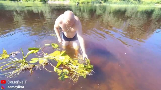 На речку за кувшинками для нашего пруда на участке. Наша дорога?, речка. Жаркое лето в деревне 2021
