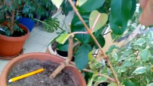 Обрезка Фуксии после зимовки