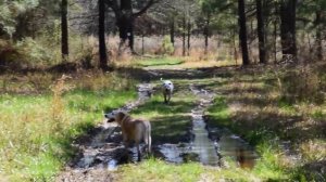 Hiking at the farm with my new Nikon D 5300