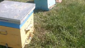 наша пасека!