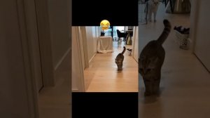 смешные кошки видео