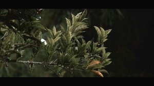 Canon EOS R7 Cinematic 4k Video Footage