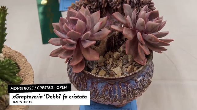 Succulents Identification: xGraptoveria Debbi fa cristata