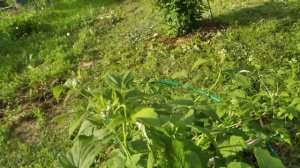 Ежемалина Бристоль и Глен Кое,цветение, Ивановская обл