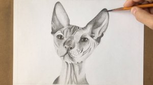 Как нарисовать кота породы Сфинкс карандашом. Часть2. How to draw a Sphinx cat with a pencil.