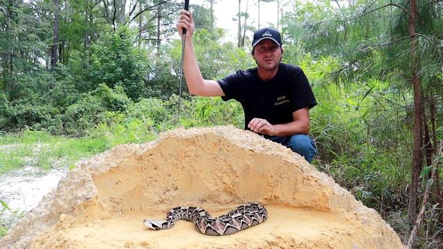 An African Monster - The Gaboon Viper! смотреть онлайн