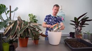 Ктенанта, Маранта... а-a-a Строманта!