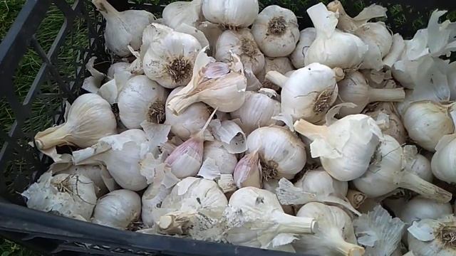 Продам чеснок!!!!!!! Средний 100 руб кг,  крупный 150 руб кг.