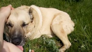 алабай -метис