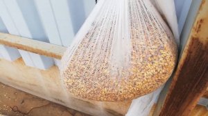 Пророщенное зерно, витамины для ГОЛУБЕЙ и ДРУГИХ ПТИЦ