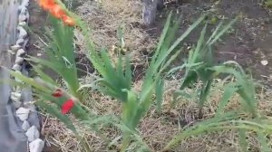 .Когда выкапывать гладиолусы. Борьба с полевым мотыльком  .