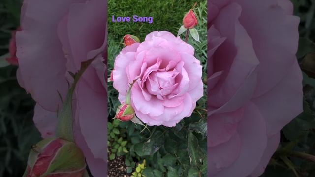 Roses Love Song , роза Лав Сонг .