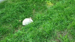 Калининград, Форт 11 "Дёнхофф", много кроликов.