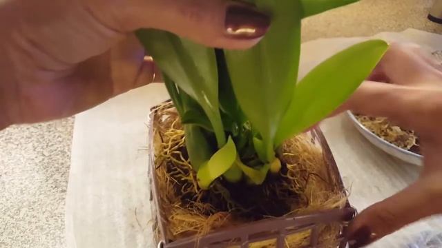 Новенький Бульбофиллум Wilbur Chang Посадка смотреть онлайн