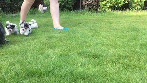 Питомник ИРИКИДС. Щенки йорков и биверов.