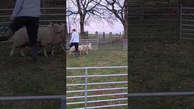 Beginners at the end of a training session #herdingdog #sheepdog #workingbeardie #beardedsheepdog