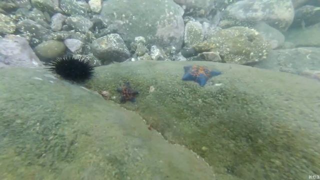 жизнь в приморье.дайвинг в море.морские звезды