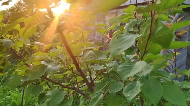 Обзор Абрикоса в Татарстане смотреть онлайн