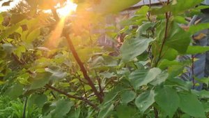 Обзор Абрикоса в Татарстане