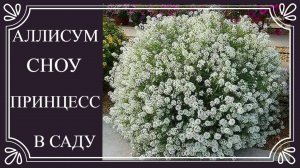 Алиссум вегетативный Сноу Принцесс. Как вырастить из черенка огромный цветущий куст. Уход.Обработки.