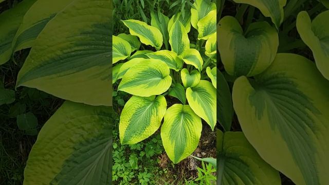 Хоста «Afterglow» 20 июля 2022 года в моем саду. смотреть онлайн