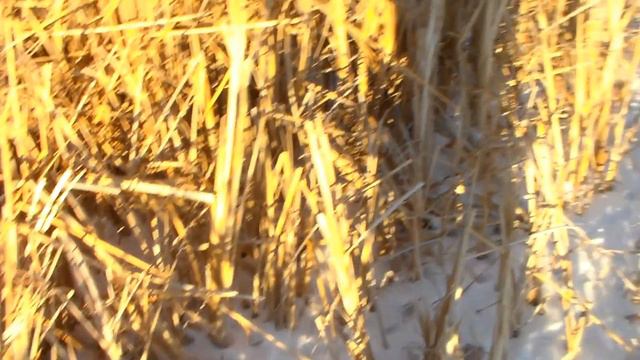 Неудачная охота на кайота! Канада смотреть онлайн