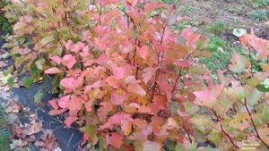 ЖИВАЯ ИЗГОРОДЬ. Мой опыт. 4 вида кустов: боярышник, можжевельник, пузыреплодник, самшит.