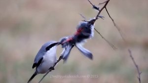 Great Grey Shrike bird with a prey