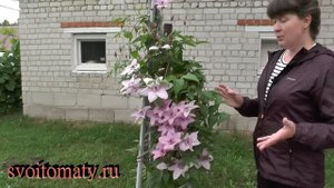 Летний уход за клематисом