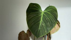 Philodendron El Choco Red? Philodendron Verrucosum? Rare Houseplant from Ecuagenera