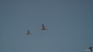 ShotCam разбор выстрелов.