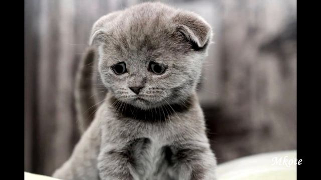 7 простых ремонтов: телевизоры, автомагнитола и  другое. смотреть онлайн