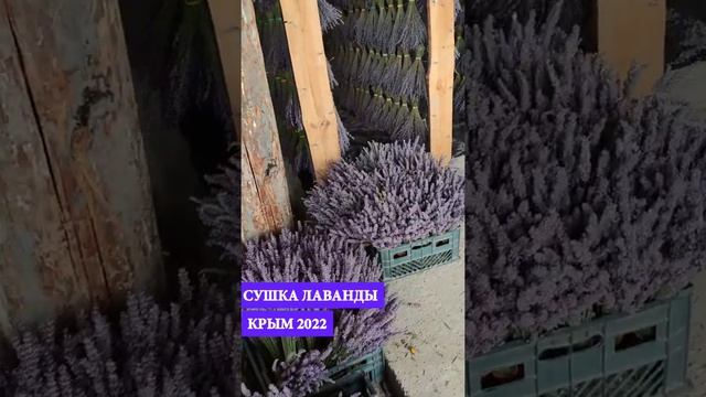 сушка лаванды #лаванда #лавандовоеполе