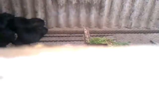 НУТРИЙ ЧАСТЬ 2 смотреть онлайн