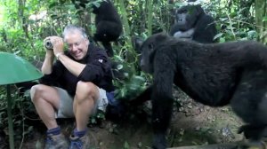 Гориллы знакомятся с человеком