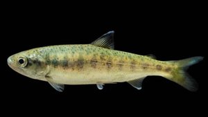 Поставка мальков форели