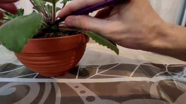 Фиалки. Формирование трейлера Lituanika. Первые шаги. смотреть онлайн