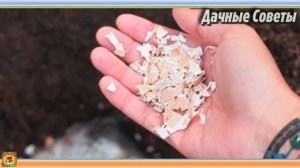 Дачные ЛАЙФХАКИ и ХИТРОСТИ которые на самом деле АБСУРДНЫ и БЕСПОЛЕЗНЫ Почему-то многие верят в них