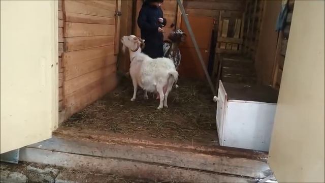 С новым 2020 годом! Предновогодняя суета. смотреть онлайн